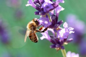 Lavendelblüte mit Biene Lavendelblüte mit Biene
