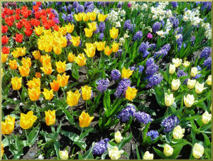 tulipanblütenteppich tulipanblütenteppich