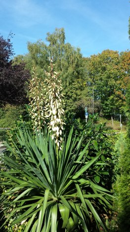 Bildergalerie: Vorgarten