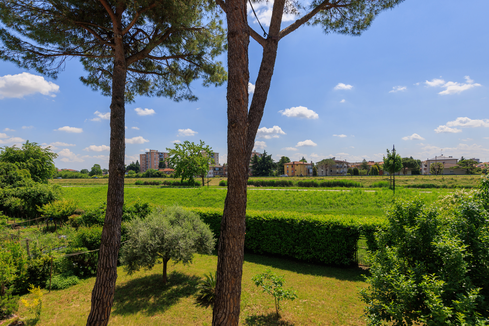 1.1 LIGUSTRELLO