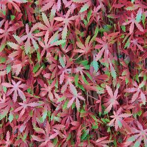 Divy 3D X-Tens Red Acer  Haie synthétique en feuilles d'érable rouge sur treillis en saule naturel