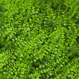 Divy 3D Panel Fern Haie synthétique à feuilles de fougère en modules à composer 