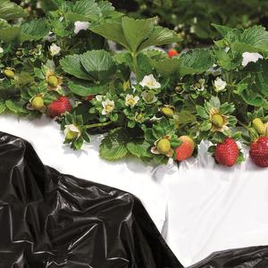 Black on White Mulch sheet For an anticipated growth