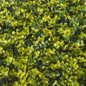 Divy Buxus Haie synthétique en feuilles de buis en modules à composer