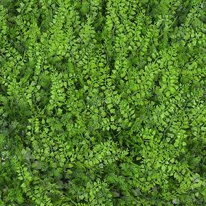 Divy Fern Siepe sintetica componibile con foglie di felce