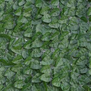 Divy Laurus Pro Hedge with laurel leaves