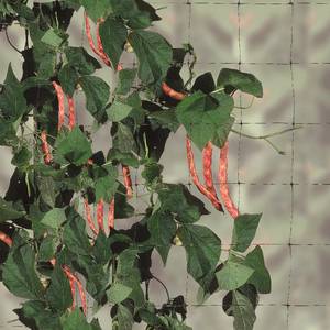 Flora 10 mt Filet pour plantes grimpantes