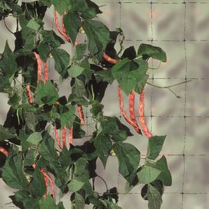 Flora 20 mt Filet pour plantes grimpantes