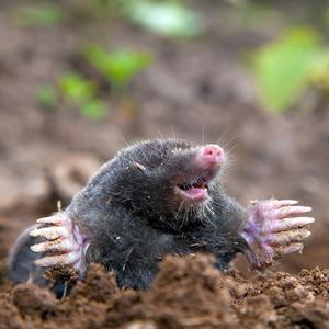 S38 Anti-taupe Le filet anti-taupe à enterrer