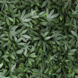 Divy 3D X-Tens Acer Palmatum Haie synthétique en feuilles d’érable sur treillis en saule naturel