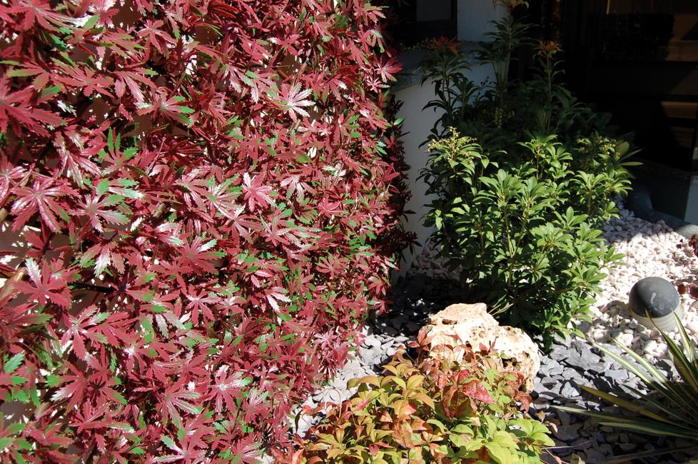 Divy 3D X-Tens Red Acer  Haie synthétique en feuilles d'érable rouge sur treillis en saule naturel