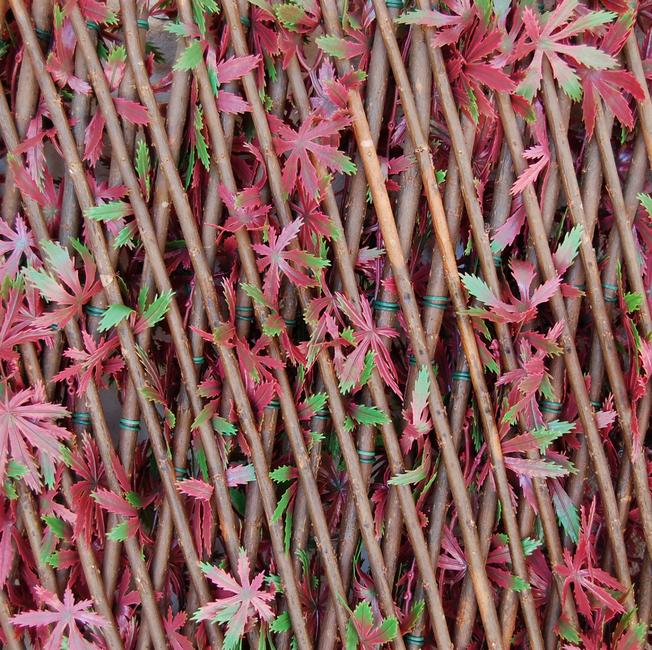 Divy 3D X-Tens Red Acer  Haie synthétique en feuilles d'érable rouge sur treillis en saule naturel