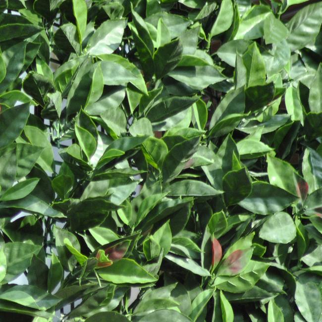 Divy 3D Plus Photinia Synthetic hedge with dense photinia leaves