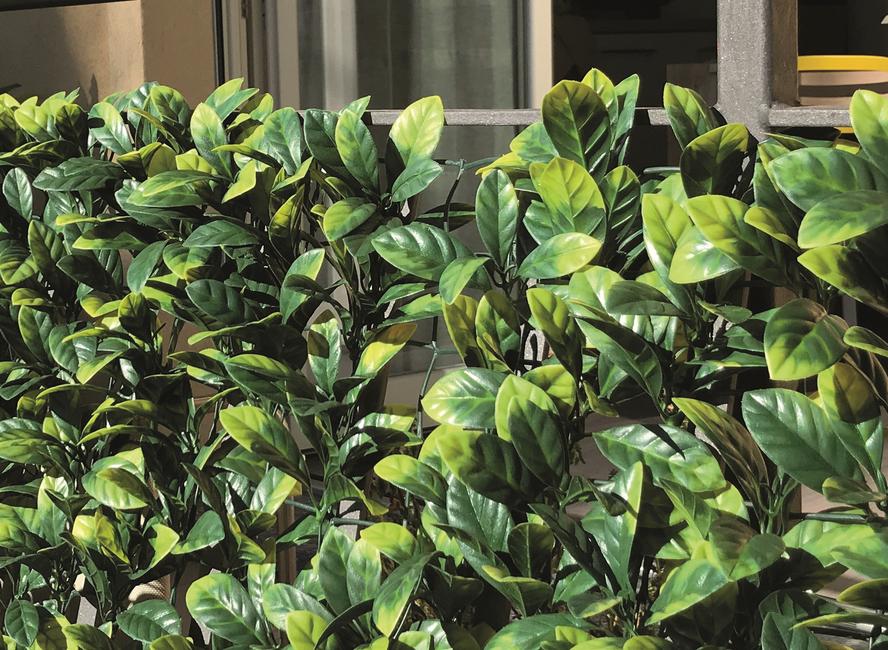 Divy 3D Plus Laurus Synthetic hedge with dense laurel-like foliage