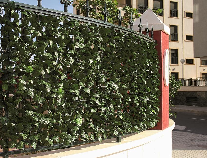 Divy Laurus Hedge with laurel leaves
