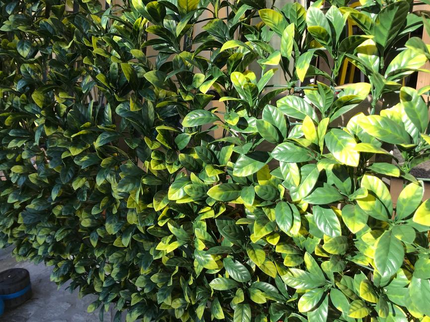 Divy 3D Plus Laurus Synthetic hedge with dense laurel-like foliage