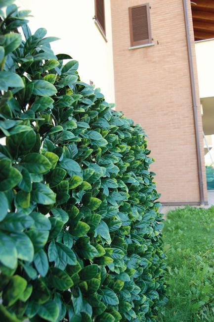 Divy 3D X-Tens Osmanthus Synthetic hedge with Osmanthus leaves on adaptable trellis
