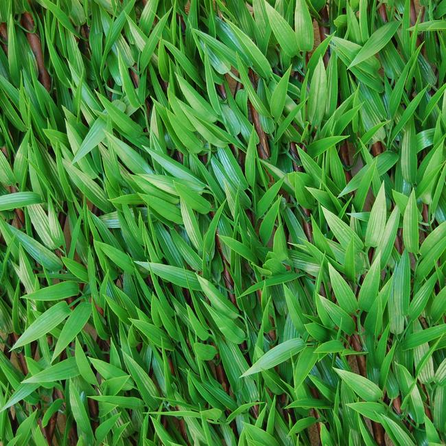 Divy 3D X-Tens Bamboo Synthetic hedge with bamboo leaves on adaptable trellis