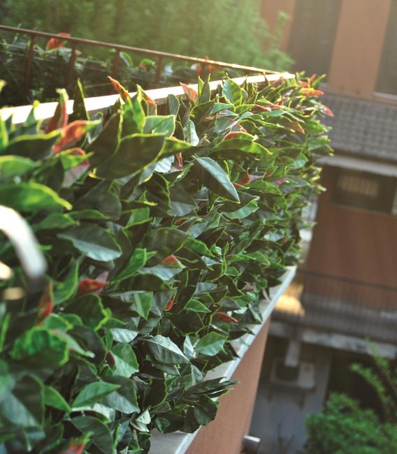 Divy 3D Panel Photinia Synthetic hedge with photinia leaves in interlocking modules