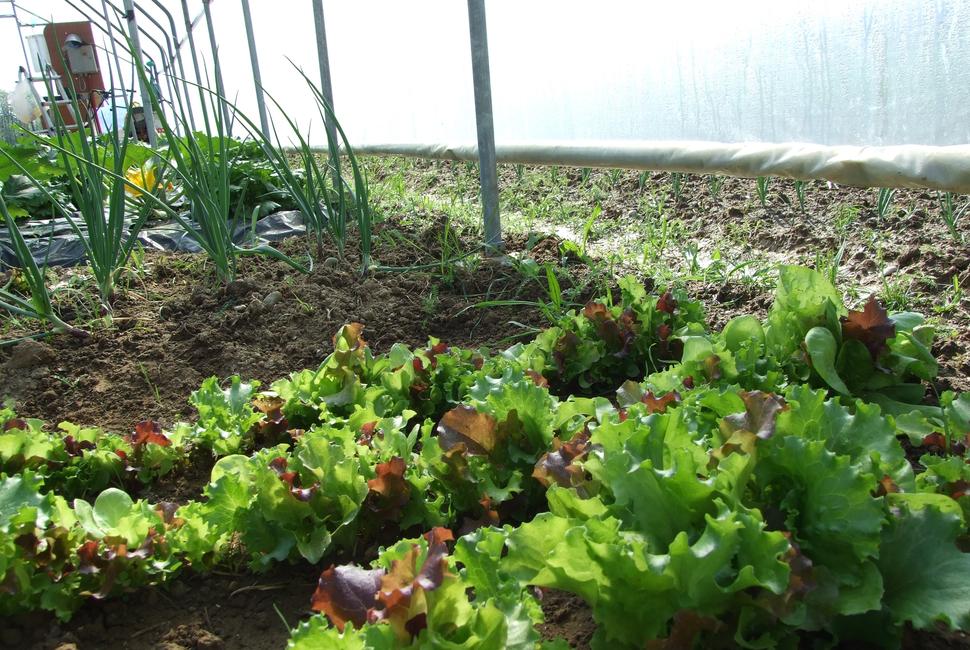 Vortek TI 48 Ground screw post support for Ø 48 mm round iron fencing poles