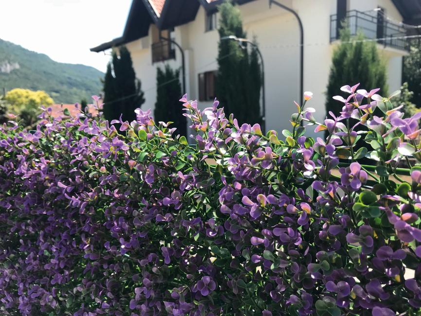 Divy 3D Panel Buxus Lilac Synthetic hedge with intense purple box leaves in interlocking modules
