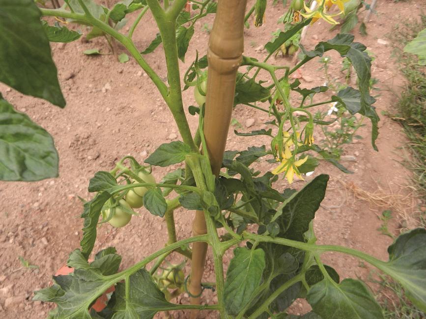 Bamboo Up stake Plastic stake