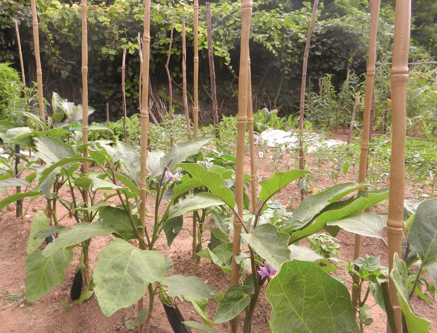 Bamboo Up stake Plastic stake