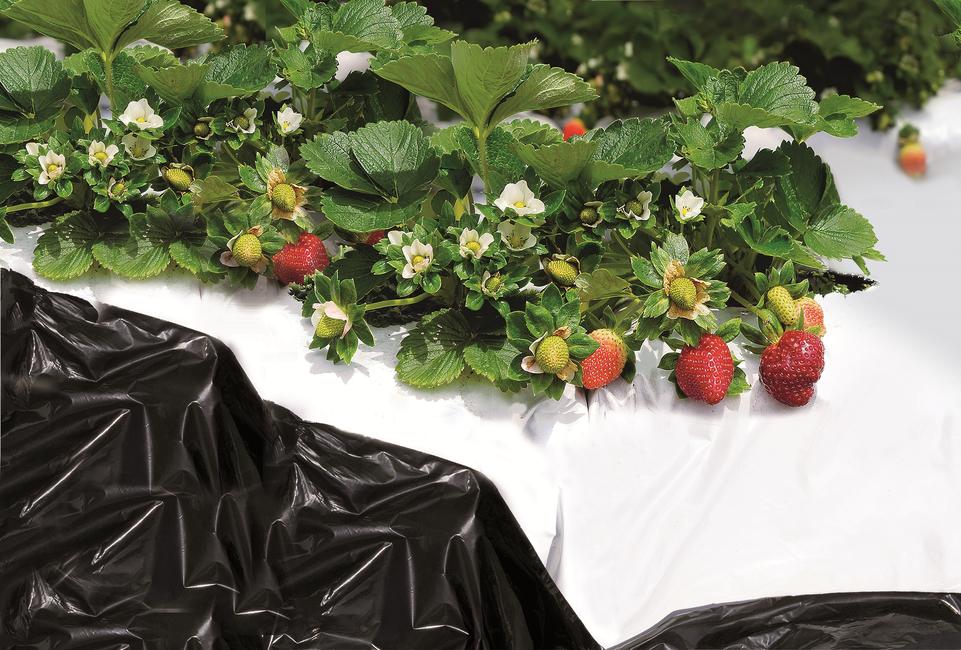 Black & White cover Film anti mauvaises herbes noir et blanc