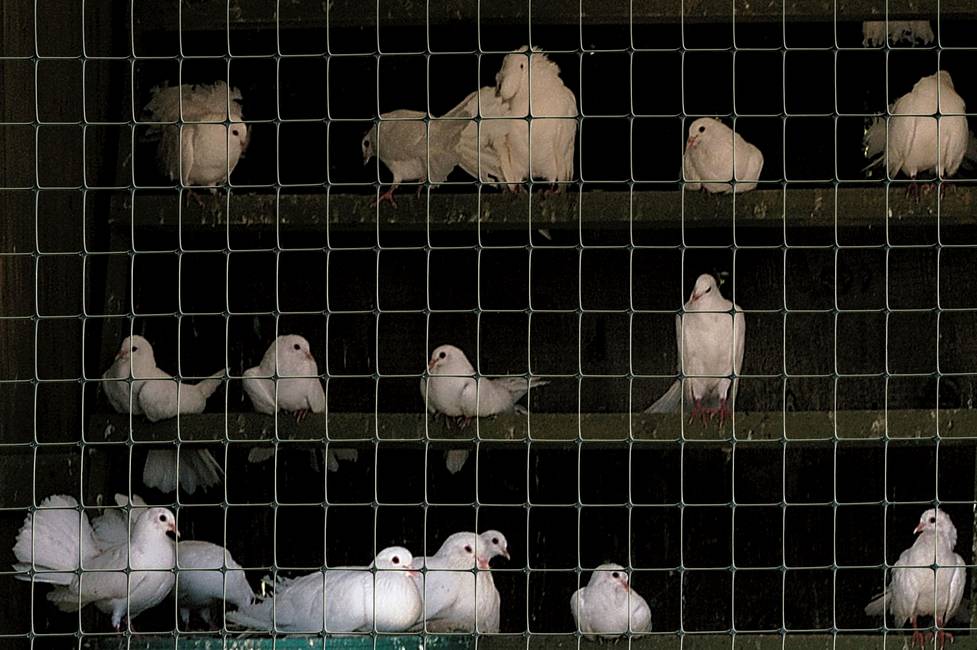 C-Flex 1M Rete flessibile e resistente