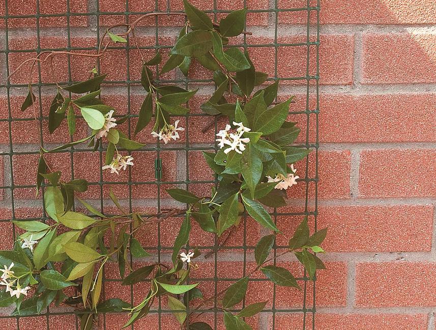 Corolla green Mesh support for climbing plants