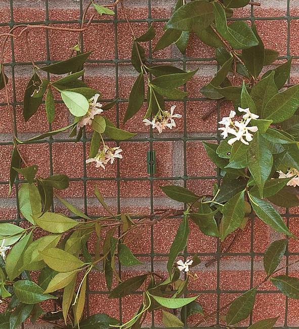  Corolla mesh wall fixing clips to fix Corolla mesh to walls