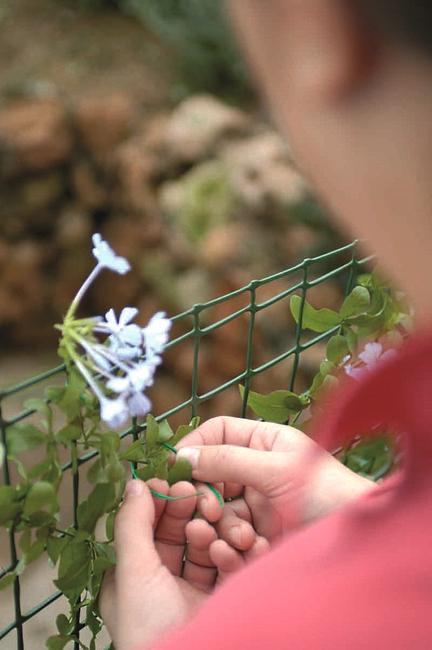 Corolla vert Pour soutenir les plantes grimpantes