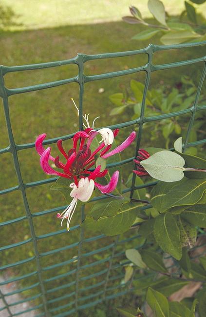 Corolla vert Pour soutenir les plantes grimpantes