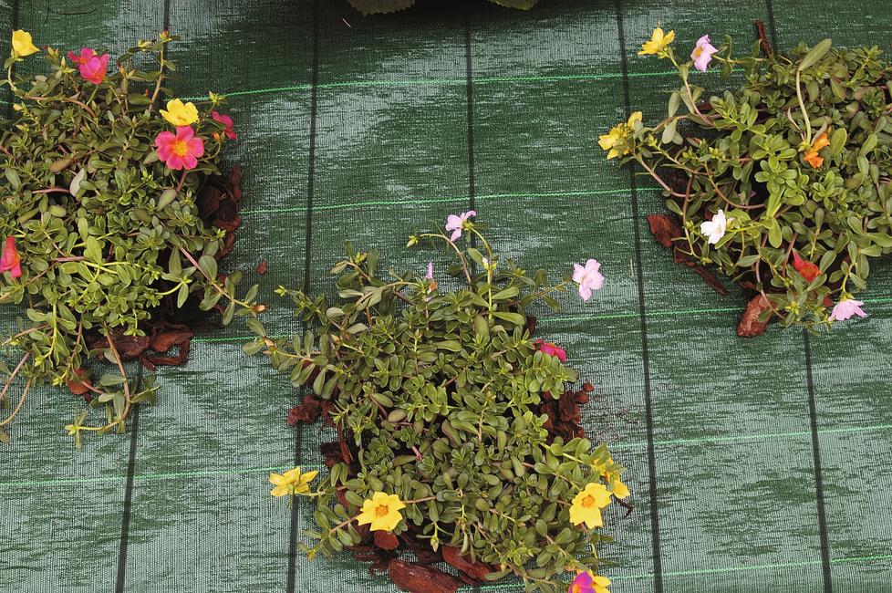 Cover pro green Weed control mulching fabric