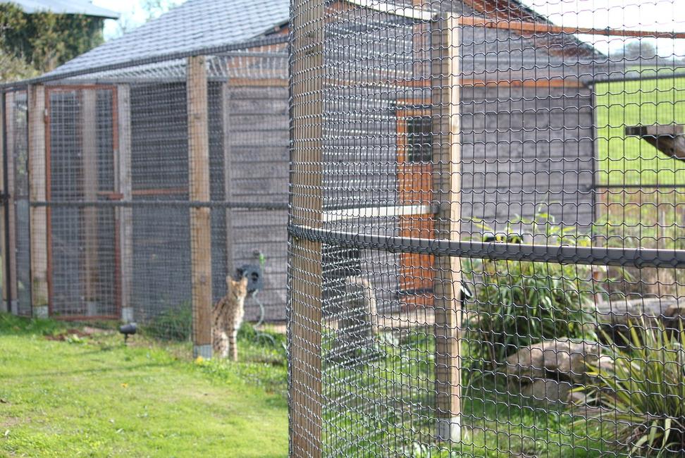 Decoplax evolution The mesh evolution