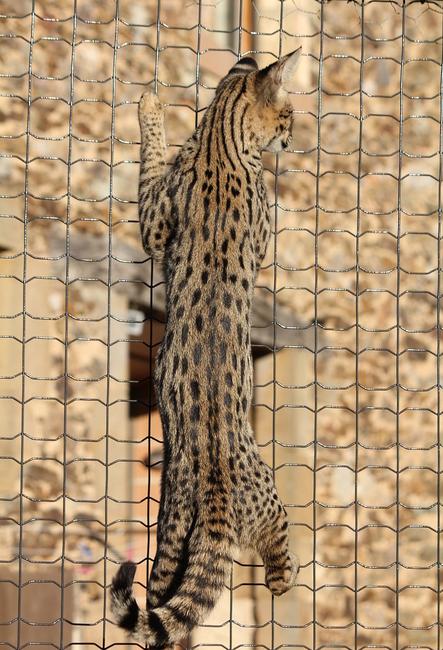 Decoplax evolution The mesh evolution