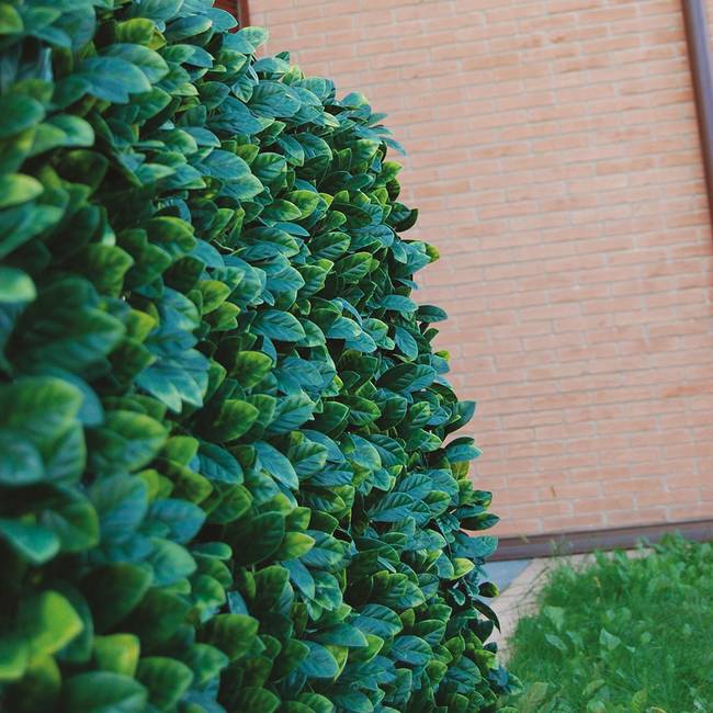 Divy 3D X-Tens Osmanthus Haie synthétique en feuilles d’osmanthe sur treillis en saule naturel