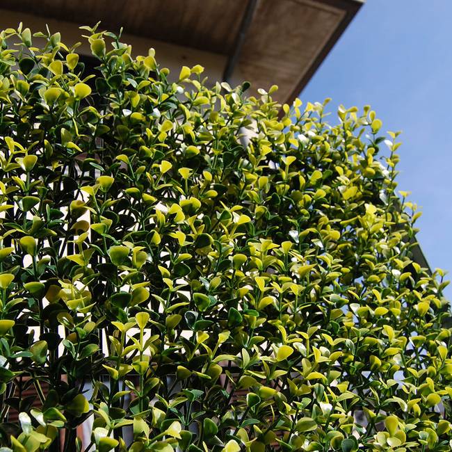 Divy Buxus Siepe sintetica componibile con foglie di bosso