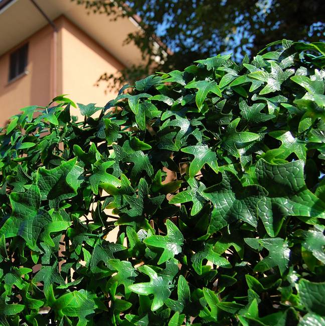 Divy Helix Synthetic hedge with ivy leaves in interlocking modules 