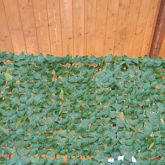 Divy Laurus Pro Hedge with laurel leaves