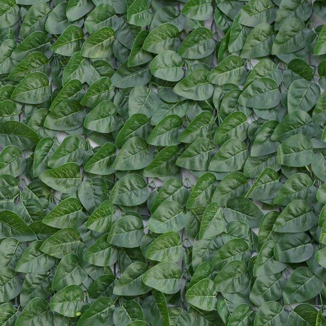 Divy Laurus Pro Hedge with laurel leaves