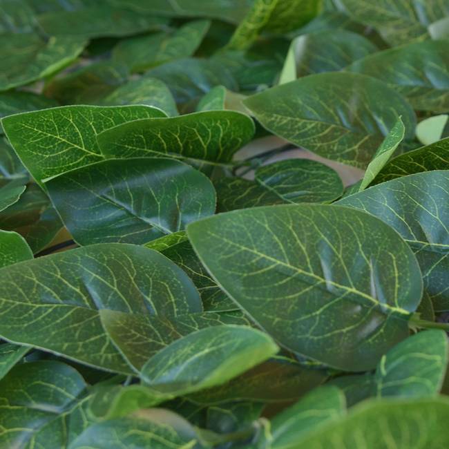 Divy Laurus Pro Hedge with laurel leaves