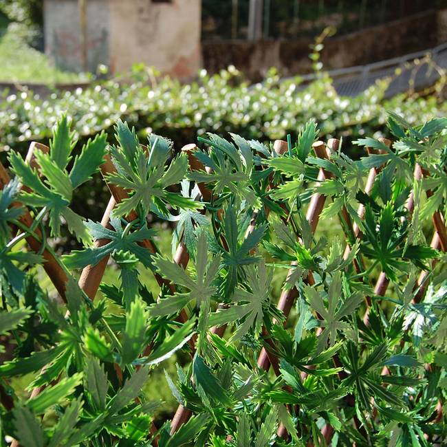 Divy X-Tens Acer Palmatum Synthetic hedge with maple leaves on adaptable trellis