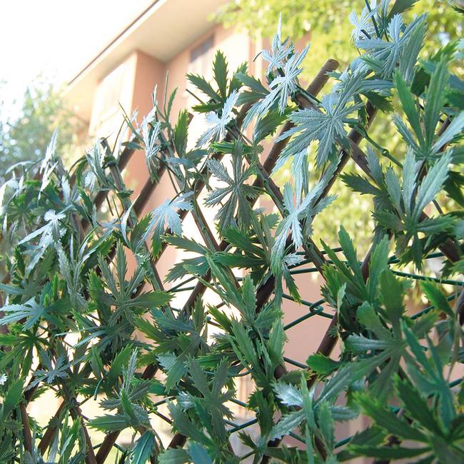 Divy X-Tens Acer Palmatum Synthetic hedge with maple leaves on adaptable trellis