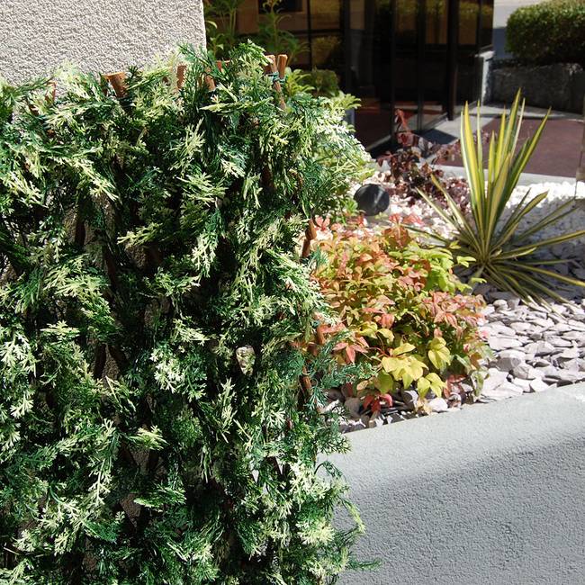 Divy X-Tens Cyprus Siepe sintetica su traliccio in salice con foglie di cipresso