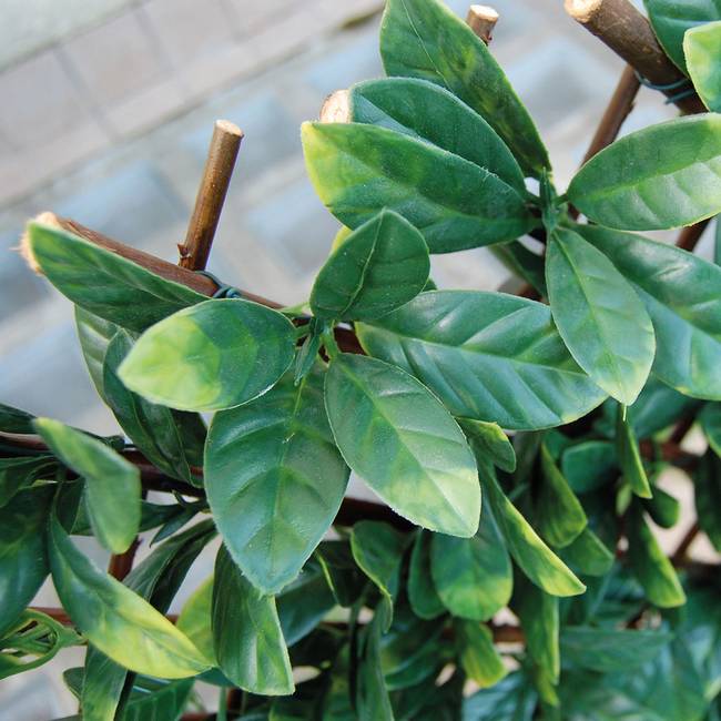 Divy X-Tens Osmanthus Siepe sintetica su traliccio in salice con foglie di osmanto