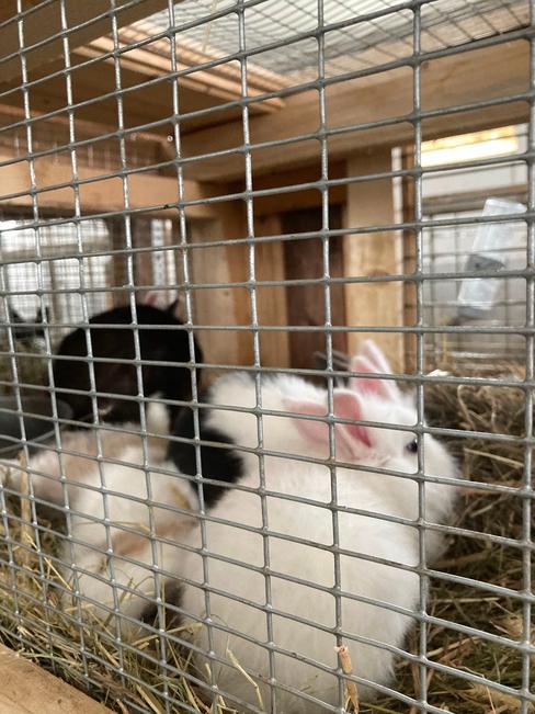 Esafort 12x25 La rete multifunzione