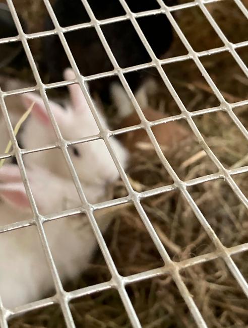 Esafort 12x25 The multifunctional zinc coated mesh