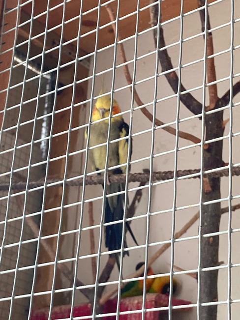 Esafort 16x16 The multifunctional zinc coated mesh