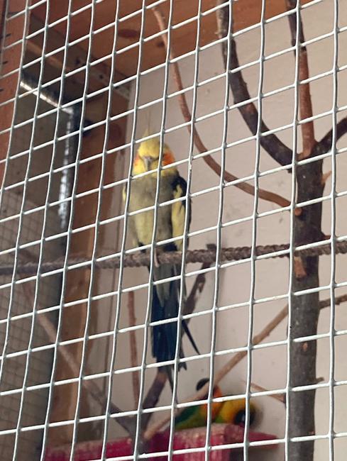 Esafort 19x19 The multifunctional zinc coated mesh